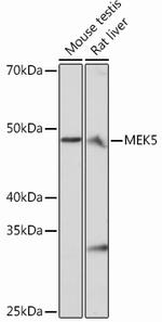 MEK5 Recombinant Rabbit Monoclonal Antibody (7B7O10)