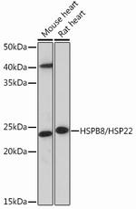 HSPB8 Antibody in Western Blot (WB)