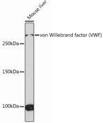 VWF Antibody in Western Blot (WB)