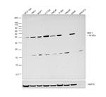 BMI-1 Recombinant Rabbit Monoclonal Antibody (6H9B0)