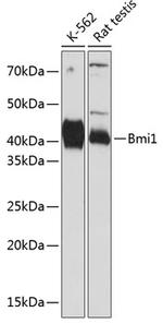 BMI-1 Antibody in Western Blot (WB)