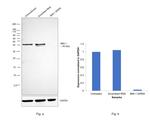 BMI-1 Antibody in Western Blot (WB)