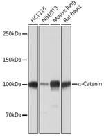 Catenin alpha-1 Recombinant Rabbit Monoclonal Antibody (9O1V3)