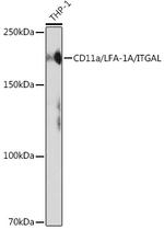 CD11a Antibody in Western Blot (WB)