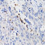 CD11b Antibody in Immunohistochemistry (Paraffin) (IHC (P))