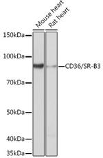 CD36 Recombinant Rabbit Monoclonal Antibody (7P0S7)