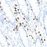 CD3e Antibody in Immunohistochemistry (Paraffin) (IHC (P))
