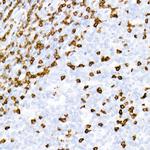 CD3e Antibody in Immunohistochemistry (Paraffin) (IHC (P))