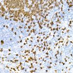 CD3e Antibody in Immunohistochemistry (Paraffin) (IHC (P))