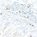 CD3e Antibody in Immunohistochemistry (Paraffin) (IHC (P))
