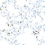 CD3e Antibody in Immunohistochemistry (Paraffin) (IHC (P))