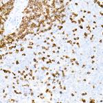 CD3e Antibody in Immunohistochemistry (Paraffin) (IHC (P))
