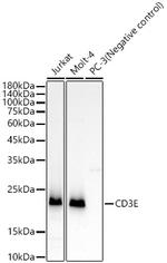 CD3e Antibody in Western Blot (WB)