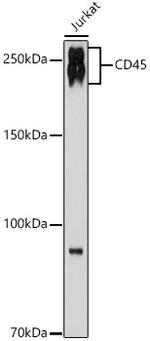 CD45 Antibody in Western Blot (WB)