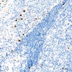 CD63 Recombinant Rabbit Monoclonal Antibody (2H5I1)