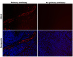 CD63 Recombinant Rabbit Monoclonal Antibody (2H5I1)