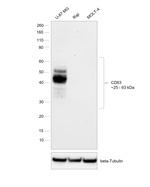 CD63 Antibody in Western Blot (WB)