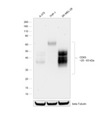 CD63 Antibody in Western Blot (WB)
