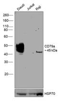 CD79a Antibody