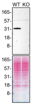 CDK5 Antibody