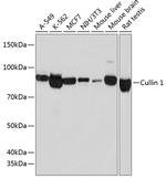Cullin 1 Recombinant Rabbit Monoclonal Antibody (5I5Z3)