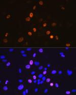 Cyclin A2 Antibody in Immunocytochemistry (ICC/IF)