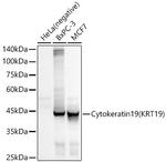 Cytokeratin 19 Antibody in Western Blot (WB)