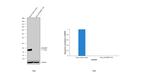 4EBP1 Antibody