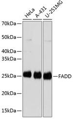 FADD Recombinant Rabbit Monoclonal Antibody (5L2O10)