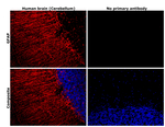 GFAP Antibody in Immunohistochemistry (Paraffin) (IHC (P))