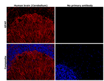 GFAP Antibody in Immunohistochemistry (Paraffin) (IHC (P))