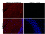 GFAP Antibody in Immunohistochemistry (Paraffin) (IHC (P))