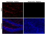 GFAP Antibody in Immunohistochemistry (Paraffin) (IHC (P))