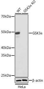GSK3 alpha Recombinant Rabbit Monoclonal Antibody (4I10Q9)