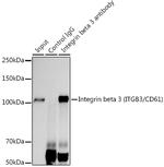 CD61 (Integrin beta 3) Antibody in Immunoprecipitation (IP)