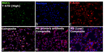 MUC1 Antibody