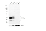 MUC1 Antibody in Western Blot (WB)