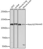 NOTCH1 Recombinant Rabbit Monoclonal Antibody (7L3V4)