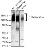 P glycoprotein Recombinant Rabbit Monoclonal Antibody (2U4E9)