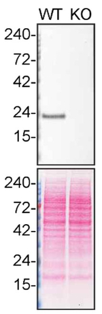 DJ-1 Antibody in Western Blot (WB)