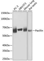 Paxillin Recombinant Rabbit Monoclonal Antibody (4A2O5)