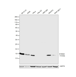 S100A4 Antibody in Western Blot (WB)