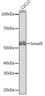 SMAD5 Recombinant Rabbit Monoclonal Antibody (1X5G9)