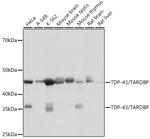 TDP-43 Antibody in Western Blot (WB)