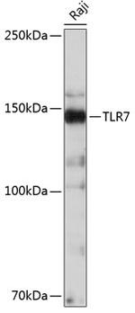 TLR7 Recombinant Rabbit Monoclonal Antibody (3G6S4)