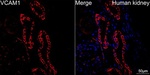 VCAM-1 (CD106) Antibody in Immunohistochemistry (Paraffin) (IHC (P))
