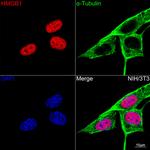 HMGB1 Recombinant Rabbit Monoclonal Antibody (1C4T5)