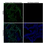 HMGB1 Antibody in Immunohistochemistry (Paraffin) (IHC (P))
