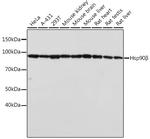 HSP90 beta Antibody in Western Blot (WB)