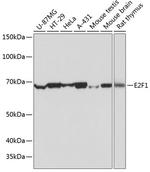 E2F1 Recombinant Rabbit Monoclonal Antibody (5Z5U3)